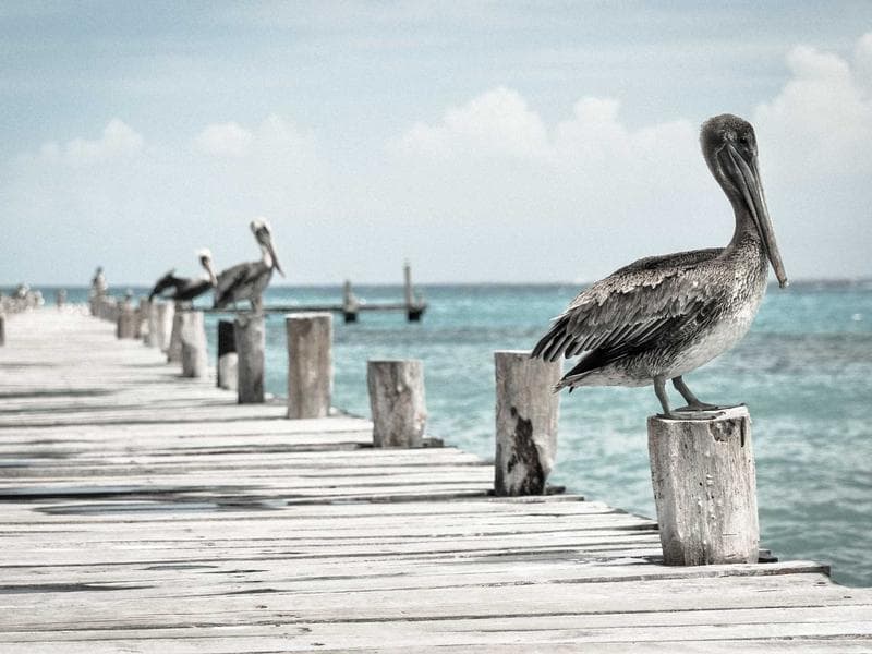 Elektro Vogel — Bild